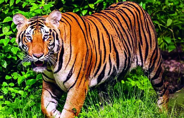 ସୁନାବେଡ଼ା ଅଭୟାରଣ୍ୟ ଜଲମଡେଇ ଗାଁରେ ବାଘ ଆତଙ୍କ: ପୁଣି ବଳଦକୁ ମାରିଲା