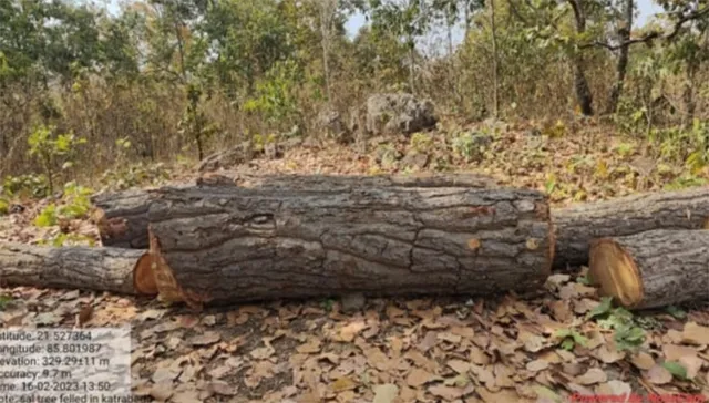 ଚୋରା ଶାଳକାଠ ଜବତ