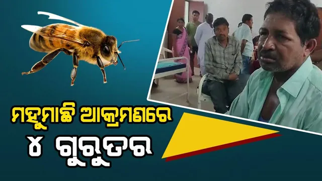 ମହୁମାଛି ଆକ୍ରମଣରେ ସରପଞ୍ଚଙ୍କ ସମେତ ୫୦ରୁ ଅଧିକ ଆହତ