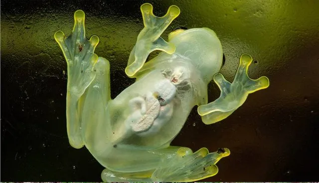 ଖୋଲା ଝରକା: ଅଦୃଶ୍ୟ ବେଙ୍ଗ