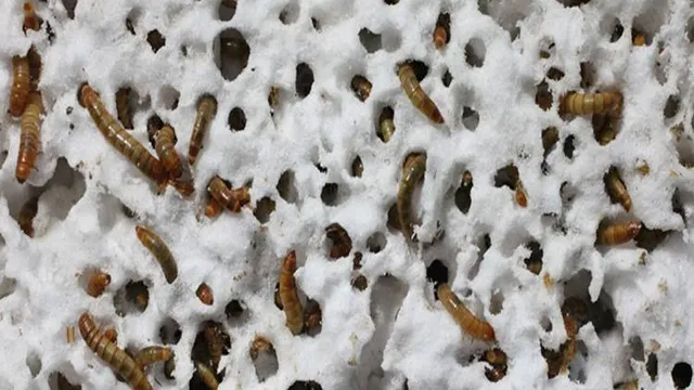 ନୂଆ ସମୟ ନୂଆ କଥା - ପ୍ଲାଷ୍ଟିକ୍‌କୁ ନଷ୍ଟ କରିବ କୃମି