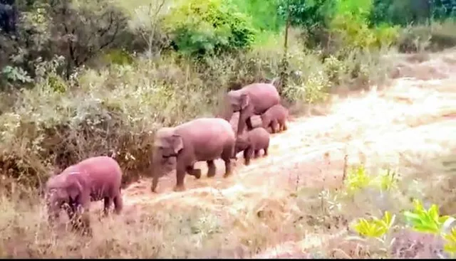 ଚମ୍ପୁଆ ରେଞ୍ଜ ଛାଡୁ ନାହାନ୍ତି ହାତୀପଲ