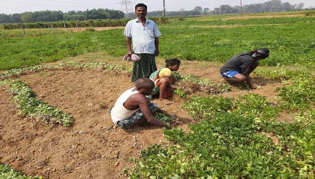 ପାଣି ଅଭାବରୁ କମିଲା ଚିନାବାଦାମ ଅମଳ, କ୍ଷତିରେ ଚାଷୀ