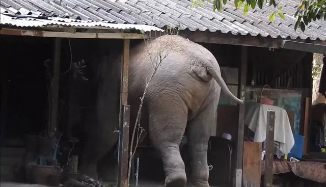 ପୁଣି ଘର ଭାଙ୍ଗିଲା ଦନ୍ତା