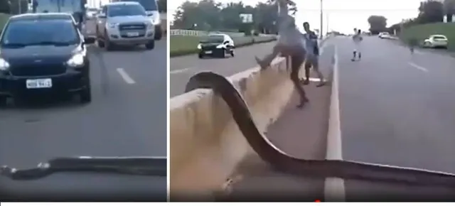 ଦୁନିଆର ସବୁଠାରୁ ବଡ଼ ସାପକୁ ରାସ୍ତା ଅତିକ୍ରମ କରୁଥିବା ଦେଖି ସ୍ତବ୍ଧ ହୋଇଗଲେ ଲୋକେ