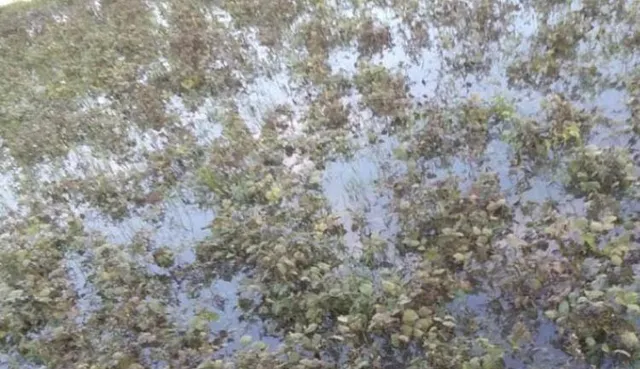 ଝଡ଼ବର୍ଷାରେ ଉଜୁଡ଼ିଲା ମୁଗ ଓ ପୋଟଳ ଚାଷ