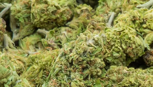 ଦୁର୍ଗମ ଅଞ୍ଚଳରୁ ୨୦ କୁଇଣ୍ଟାଲ ୪୦ କିଲୋ ଗଞ୍ଜେଇ ଜବତ