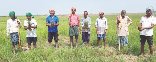 ଚାଷ ଉଜାଡ଼ୁଛି ବେଆଇନ ଚିଙ୍ଗୁଡ଼ି ଘେରି: ମେଳି ବାନ୍ଧିଲେଣି ଚାଷୀ, ଦାନା ବାନ୍ଧୁଛି ଆନ୍ଦୋଳନ