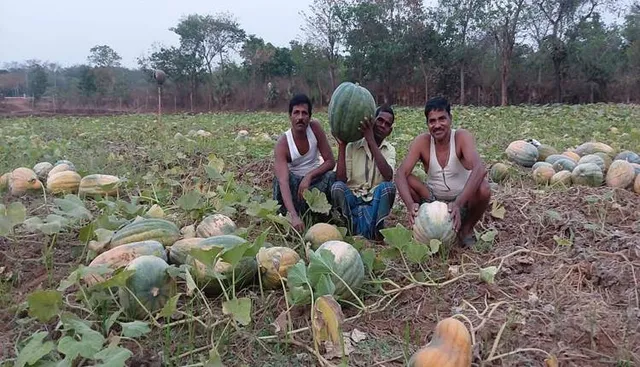 ବିଲରେ ଗଡୁଛି ବୋଇତାଳୁ, ବିକ୍ରି ନାହିଁ