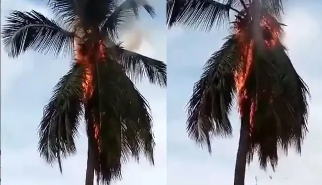 ବଜ୍ରପାତରେ ଜଳିଗଲା ୨ ନଡ଼ିଆ ଗଛ