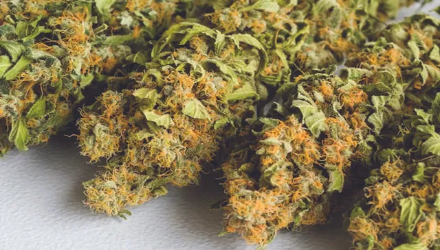 ଯେତେ କାଟିଲେ ସେତେ ବଢ଼ୁଛି, ୭ ଦିନରେ ୧୭ କ୍ବିଣ୍ଟାଲ ଗ‌ଞ୍ଜେଇ ଜବତ