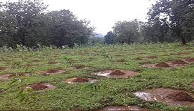 ବୃକ୍ଷରୋପଣ ନାଁରେ ଲକ୍ଷାଧିକ ଟଙ୍କା ହଡ଼ପ