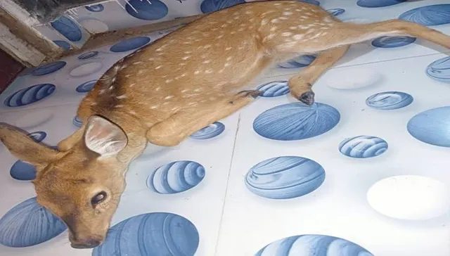 ଧମାରେ ହରିଣ ଛୁଆ ଉଦ୍ଧାର