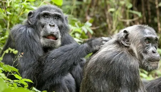 ସିମ୍ପାଞ୍ଜି ଶାବକର ଦୁଷ୍ଟାମି