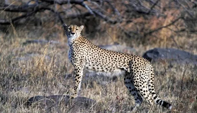 ୭୦ ବର୍ଷ ପରେ କୁନୋ ଜାତୀୟ ଉଦ୍ୟାନରେ ଖୋଲା ବୁଲୁଛି ଚିତା