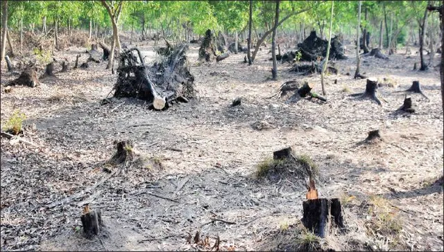 ପଦାହେଲାଣି ବାଲୁଖଣ୍ଡ ଅଭୟାରଣ୍ୟ