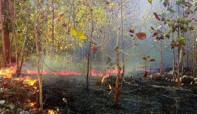 ଜଳୁଛି ଶିମିଳିପାଳ, ଜନବସତିମୁହାଁ ହାତୀ