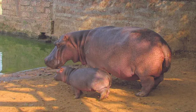 ନନ୍ଦନକାନନରେ ଜଳହସ୍ତୀ ଶାବକ ଜନ୍ମ