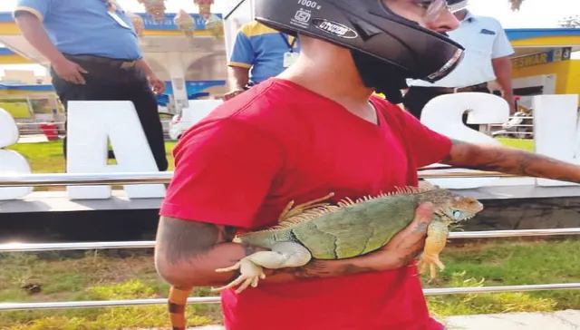 ବିରଳ ପୋଷା ଏଣ୍ଡୁଅକୁ ନେଇ ଛକାପଞ୍ଝା