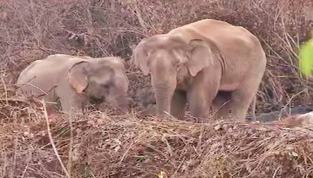 ସହରରେ ହାତୀପଲ, ଜଙ୍ଗଲକୁ ଫେରୁନାହାନ୍ତି