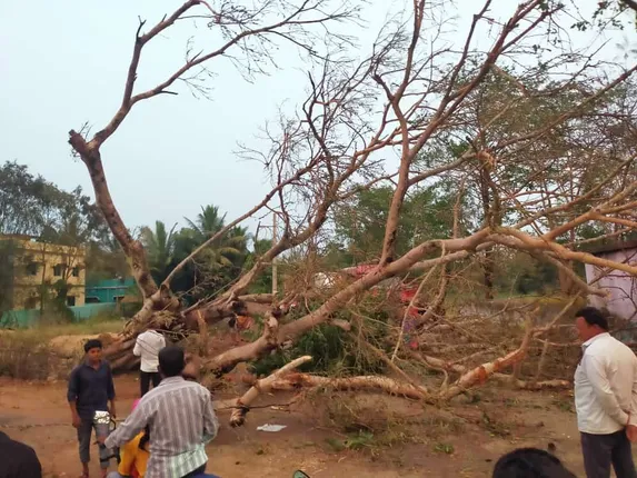 ଭଦ୍ରକ ଜିଲ୍ଲା ବନ୍ତରେ କାଳବୈଶାଖୀର ତାଣ୍ଡବ, ଉପୁଡ଼ିଲା ମହାଦ୍ରୁମ।
