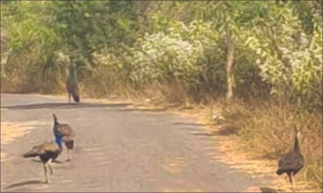 ଜଙ୍ଗଲ ଜଳୁଛି, ରାସ୍ତାରେ ମୟୂର