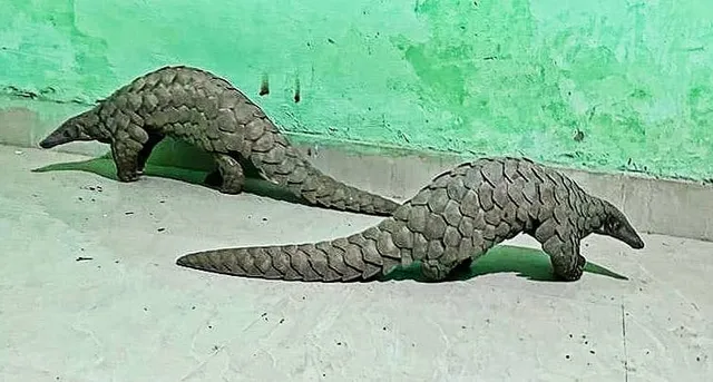 ଏସଟିଏଫକୁ ପୁଣି ସଫଳତା: ୨ଟି ବଜ୍ରକାପ୍ତା ଜବତ, ଦୁଇ ଶିକାରୀ ଗିରଫ