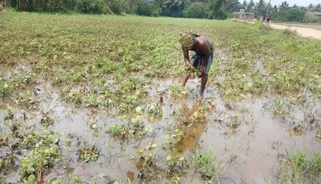 ପଶ୍ଚିମା ଝଡ଼ ପ୍ରଭାବରେ ବର୍ଷା: ଗଜା ହେଲା ମୁଗ, ବିରି