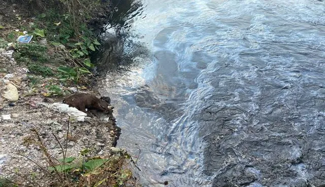 ୱାଟର ଟ୍ରିଟମେଣ୍ଟ ପ୍ଲାଣ୍ଟ ନାଁରେ ଲୋକଙ୍କୁ ଭୁଆଁ ବୁଲା ଯାଉଛି!