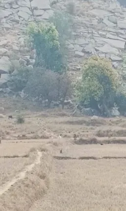 ବଡ଼ଗାଁ ଫରେଷ୍ଟ ରେଞ୍ଜର ଟିମନା ଗାଁରେ ପଶିଲା କଲରାପତରିଆ ବାଘ