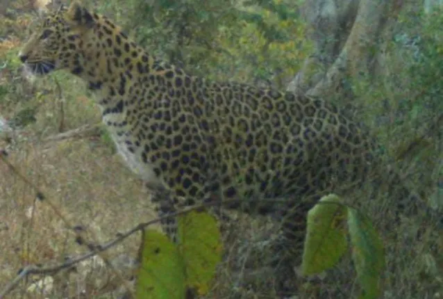 ନୂଆପଡ଼ାରେ ପୁଣି କଲରାପତରିଆ ଆତଙ୍କ; ଆକ୍ରମଣରେ ୪ଟି ଗାଈ ଓ ବାଛୁରୀ ମୃତ, ଲୋକେ ଭୟଭୀତ