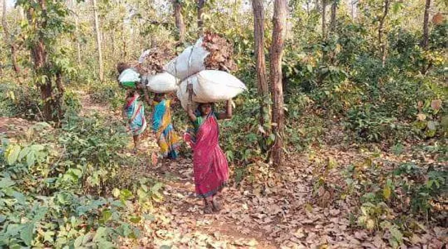 କନ୍ଦାଉଛି ଉଜ୍ଜ୍ବଳା ଯୋଜନା: ଗ୍ୟାସ୍‌ ଛାଡ଼ି ଜାଳ ସଂଗ୍ରହ ପାଇଁ ଜଙ୍ଗଲ ଉପରେ ନିର୍ଭର