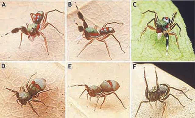 ମିଳିଲା ନୂଆ ପ୍ରଜାତି ବୁଢ଼ିଆଣୀ ‘ସିଲେର୍ ନାଇଜର୍‌’