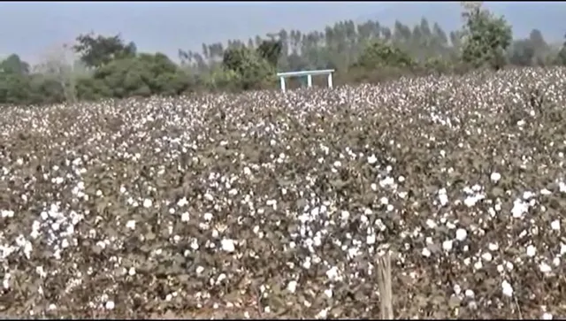 କପା ମଣ୍ଡିରେ ବିଲେଇ ଶୋଉଛି, ଯାଉନାହାନ୍ତି ଚାଷୀ