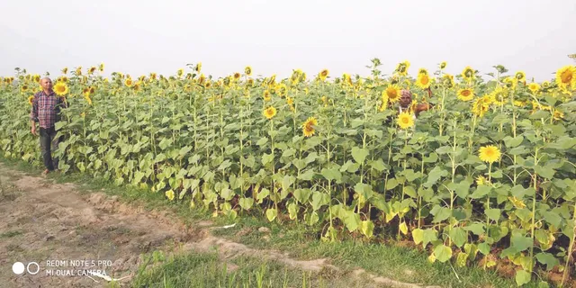 ମିଳୁନି ପ୍ରୋତ୍ସାହନ...ସୂର୍ଯ୍ୟମୁଖୀ ଚାଷକୁ ମୁହଁ ମୋଡ଼ୁଛନ୍ତି ଚାଷୀ