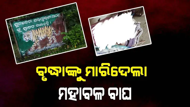 ବୃଦ୍ଧାଙ୍କୁ ଟାଣି ନେଇ ଖାଇଗଲା ମହାବଳ ବାଘ: ଜାଳେଣି କାଠ ଆଣିବାକୁ ଯାଇଥିଲେ ମୃତକ