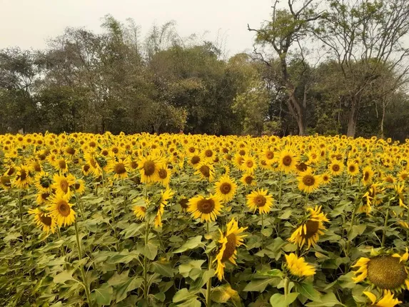 ହସୁଛି ସୂର୍ଯ୍ୟମୁଖୀ। (ଫଟୋ: ଦୁର୍ଯ୍ୟୋଧନ ପାତ୍ର, ପଦ୍ମପୁର,କେନ୍ଦୁଝର)