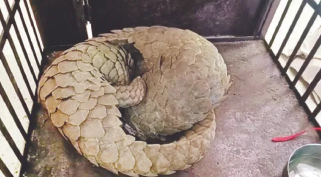 ୨ ବଜ୍ରକାପ୍ତା ଜବତ, ୨ ଶିକାରୀ ଗିରଫ