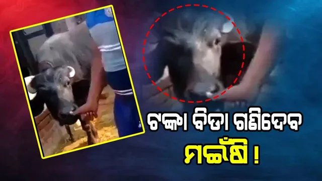 ଟଙ୍କା ଗଣିବାରେ ସାହାଯ୍ୟ କରୁଛି ମଇଁଷି, ଭିଡିଓ ଦେଖିଲେ ହସି ହସି ପେଟ ଦରଜ ହୋଇଯିବ