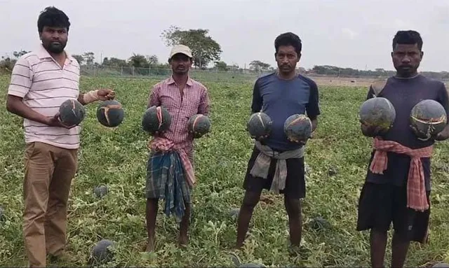 କୁଆପଥର ମାଡ଼ରେ ରବିଫସଲ ନଷ୍ଟ