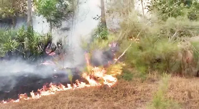 ସିପସରୁବାଲି ଜଙ୍ଗଲରେ ନିଆଁ, ଫରେଷ୍ଟର୍‌, ଗାର୍ଡ ଆହତ