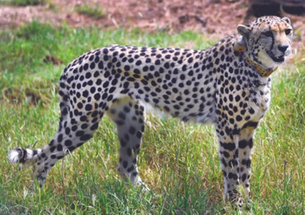 ଆଖି ବୁଜିଲା ଚିତା ‘ଶାଶା’; ଗତବର୍ଷ ନାମିବ୍ୟାରୁ ଭାରତ ଆସିଥିଲା