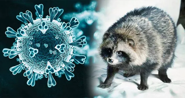 ଅନ୍ତର୍ଜାତୀୟ ବିଶେଷଜ୍ଞଙ୍କ ଦାବି: କରୋନା ଭୂତାଣୁ ଚୀନ୍‌ର ରାକୁନ୍‌ କୁକୁରଠାରୁ ବ୍ୟାପିଛି