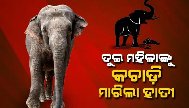 ହାତୀ ଆକ୍ରମଣରେ ଦୁଇ ମହିଳାଙ୍କ ମୃତ୍ୟୁ