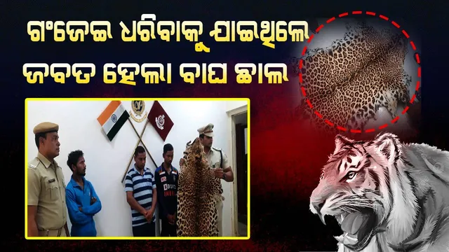 ଗଂଜେଇ ଧରିବା ପାଇଁ ଚଢ଼ଉ କରିଥିଲା ପୁଲିସ, ଜବତ ହେଲା ବାଘ ଛାଲ