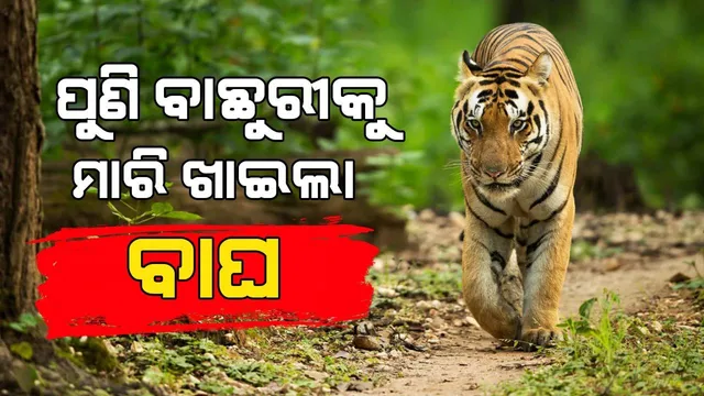 ଧରମବନ୍ଧା ଅଞ୍ଚଳରେ ଆତଙ୍କ; ବାଛୁରୀକୁ ପୁଣି ମାରି ଖାଇଲା ବାଘ