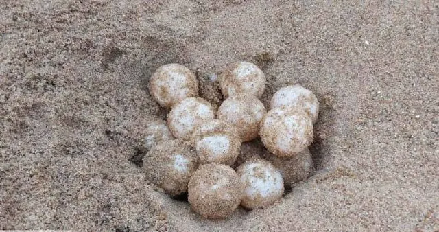 ହାଚେରିକୁ ଆସିଲା ୨୫୭୭ ଅଣ୍ତା: ଦିନକରେ ୯ଟି ବସାରୁ ୧୦୨୦ ଅଣ୍ତା ସଂଗ୍ରହ