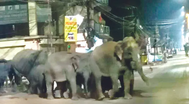 ସହରରେ ବୁଲିଲେ ବଣୁଆ ହାତୀ