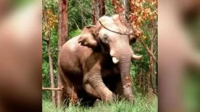 ଗୋଠଖଣ୍ଡିଆ ଦୁଷ୍ଟ ଦନ୍ତାହାତୀ ପାଇଁ ପ୍ରଥମ ଥର ରାତିରେ ଅଦାଲତ ଚଳାଇଲେ କେରଳ ହାଇକୋର୍ଟ