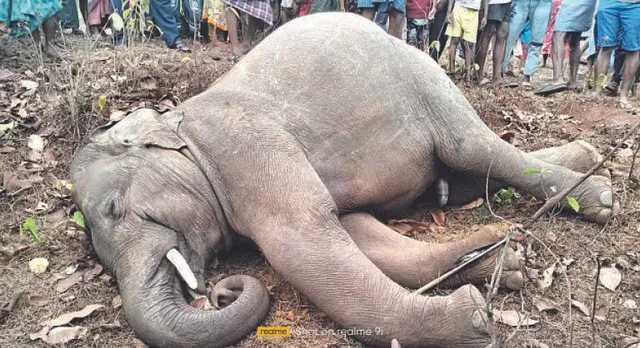 ସମସ୍ତ ଚେଷ୍ଟା ହେଲା ବିଫଳ ହେଲା, ଶେଷରେ ଜଙ୍ଗଲରେ ଦନ୍ତାର ଜୀବନ ଗଲା